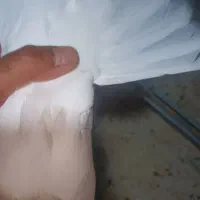طوقی اصیل|پرنده|چرداول, |دیوار