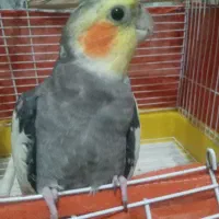 عروس هلندی  ماده و نر  با قفس