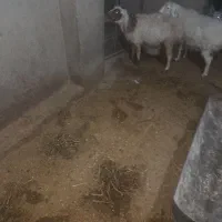 میش