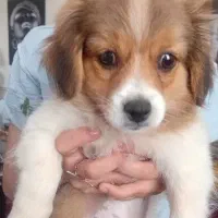 توله شیتزواشپیتز