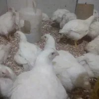 مرغ گوشتی