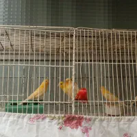 پرنده.قناری