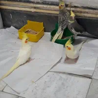 طوطی عروس جوجه