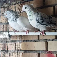 کفتر نروماده|پرنده|کاشان, آیت الله سعیدی|دیوار