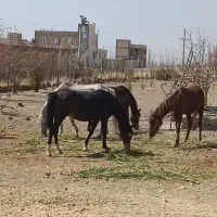 مادیان کرد عشایری ودو راس کره نریان شجره دار