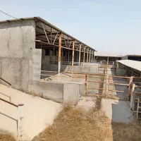 اجاره-گاوداری
