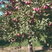 سیب|خوردنی و آشامیدنی|صفائیه, |دیوار