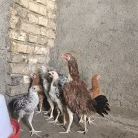 ماکیان با 5تا جوجه