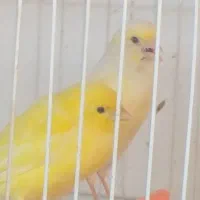 قناری ماده|پرنده|مشهد, حضرت حجت|دیوار