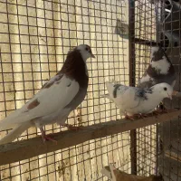 کبوتراصیل تیپلر انگلیسی|پرنده|تهران, شهرک آزادی|دیوار