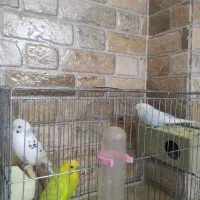 پرنده های زیبا وسالم