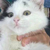 گربه|گربه|همدان, |دیوار