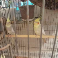 یه جفت عروس هلندی ابلغ