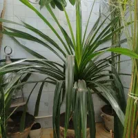 گل طبیعی پاندانوس