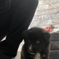 توله هاسکی جفت دوست بداری