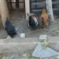 مرغ و خروس خانگی