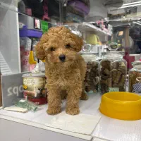 پودل پسر تربیت شده