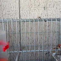 سهره دهن زن|پرنده|مبارکه, |دیوار