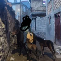 یه عدد اسب جوان با دو بچه دو قلو