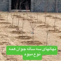 باغ ویلایی|فروش خانه و ویلا|مشهد, درزآب|دیوار