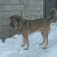 واگذاری سگ پژدر عراقی ۱۷ ماهه قد۸۲ وزن ۷۵ تا ۸۰