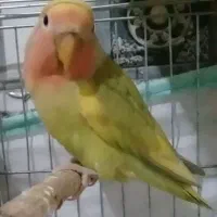 طوطی برزیلی ابلق