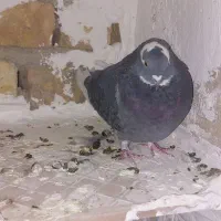 کبوتر پرشی|پرنده|نجف‌آباد, یزدانشهر|دیوار