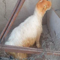 بره‌کری|حیوانات مزرعه|مسجد سلیمان, |دیوار