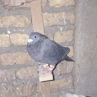 مجسمه زاغ