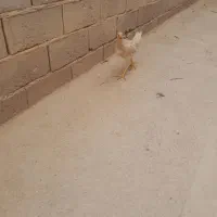 فریح لاری محلی