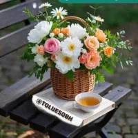 بذر گندم رقم باسیلو