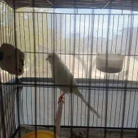 پرنده قناری|پرنده|آبسرد, |دیوار