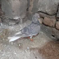 کبوتر یا کفتر