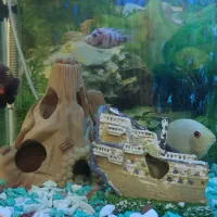 ماهی گوشتخوار