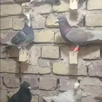 کفتر|پرنده|گلستان (کرمان), |دیوار