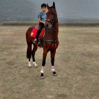 نریان ترکمن