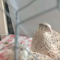 بلدرچین تخم گزار