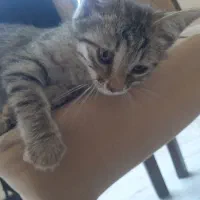بچه گربه لوس و مهربان