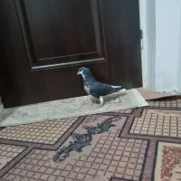 دو جفت  کفتر فقد ۲۵۰۰