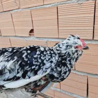 تخم نطفه دار مرغ گلین اصل|حیوانات مزرعه|گرگان, |دیوار