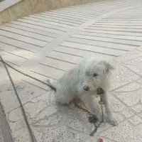 فروشی پت خونگی