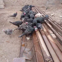 بوقلمون|حیوانات مزرعه|دشتابی, |دیوار