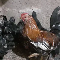 تخم نطفه دار گلین|حیوانات مزرعه|اردبیل, |دیوار