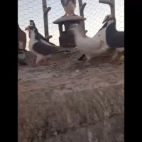 کبوتر|پرنده|تربت جام, نظامی|دیوار