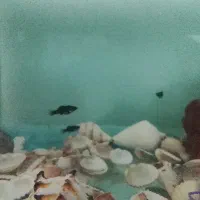 ماهی بچه گپی و بچه موری پلندایی و بچه انجل