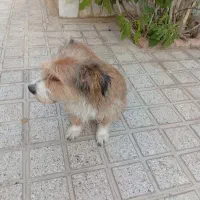 جفتگیری سگ اشپیتز طلایی