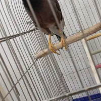 پرنده|پرنده|پاکدشت, پاکدشت (مامازند)|دیوار