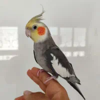 عروس خاکستری کاملا دستی و سخنگو پرحرف