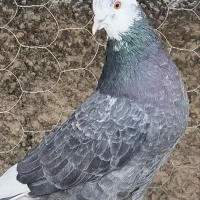 کبوتر پرشی|پرنده|فاضل آباد, |دیوار