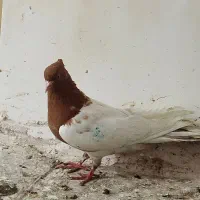 ماده کله ایی لون